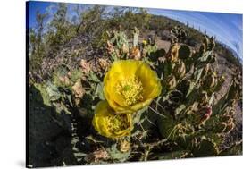 Flowering prickly pear cactus (Opuntia ficus-indica), in the Sweetwater Preserve, Tucson, Arizona,-Michael Nolan-Stretched Canvas