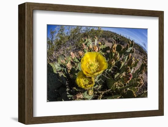 Flowering prickly pear cactus (Opuntia ficus-indica), in the Sweetwater Preserve, Tucson, Arizona,-Michael Nolan-Framed Photographic Print