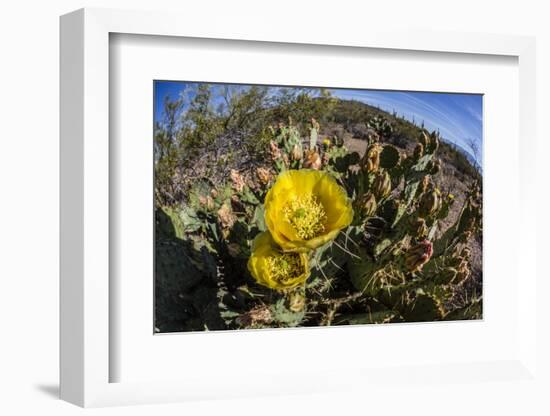 Flowering prickly pear cactus (Opuntia ficus-indica), in the Sweetwater Preserve, Tucson, Arizona,-Michael Nolan-Framed Photographic Print