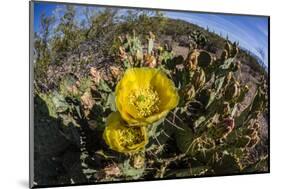 Flowering prickly pear cactus (Opuntia ficus-indica), in the Sweetwater Preserve, Tucson, Arizona,-Michael Nolan-Mounted Photographic Print