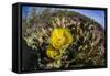 Flowering prickly pear cactus (Opuntia ficus-indica), in the Sweetwater Preserve, Tucson, Arizona,-Michael Nolan-Framed Stretched Canvas