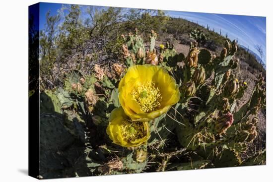 Flowering prickly pear cactus (Opuntia ficus-indica), in the Sweetwater Preserve, Tucson, Arizona,-Michael Nolan-Stretched Canvas