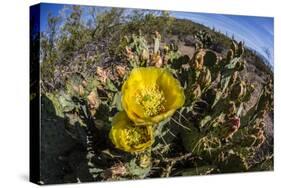 Flowering prickly pear cactus (Opuntia ficus-indica), in the Sweetwater Preserve, Tucson, Arizona,-Michael Nolan-Stretched Canvas