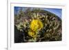 Flowering prickly pear cactus (Opuntia ficus-indica), in the Sweetwater Preserve, Tucson, Arizona,-Michael Nolan-Framed Photographic Print