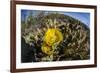 Flowering prickly pear cactus (Opuntia ficus-indica), in the Sweetwater Preserve, Tucson, Arizona,-Michael Nolan-Framed Photographic Print