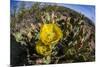 Flowering prickly pear cactus (Opuntia ficus-indica), in the Sweetwater Preserve, Tucson, Arizona,-Michael Nolan-Mounted Photographic Print