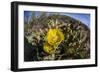 Flowering prickly pear cactus (Opuntia ficus-indica), in the Sweetwater Preserve, Tucson, Arizona,-Michael Nolan-Framed Photographic Print