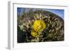 Flowering prickly pear cactus (Opuntia ficus-indica), in the Sweetwater Preserve, Tucson, Arizona,-Michael Nolan-Framed Photographic Print