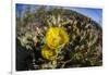 Flowering prickly pear cactus (Opuntia ficus-indica), in the Sweetwater Preserve, Tucson, Arizona,-Michael Nolan-Framed Photographic Print