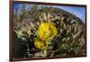 Flowering prickly pear cactus (Opuntia ficus-indica), in the Sweetwater Preserve, Tucson, Arizona,-Michael Nolan-Framed Photographic Print