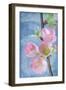 Flowering Quince I-Kathy Mahan-Framed Photographic Print