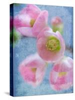 Flowering Quince II-Kathy Mahan-Stretched Canvas