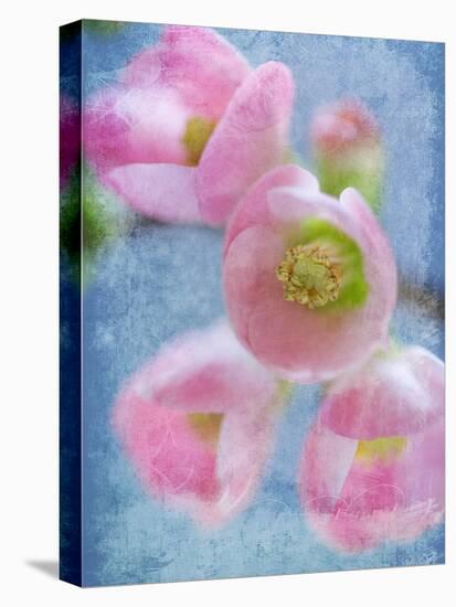 Flowering Quince II-Kathy Mahan-Stretched Canvas