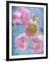 Flowering Quince II-Kathy Mahan-Framed Premium Photographic Print