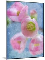 Flowering Quince II-Kathy Mahan-Mounted Photographic Print