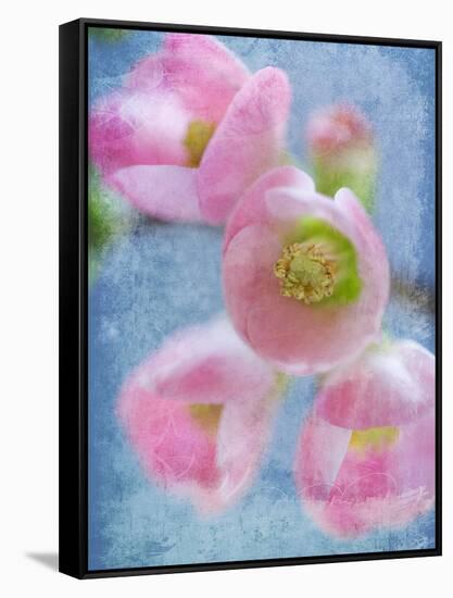 Flowering Quince II-Kathy Mahan-Framed Stretched Canvas