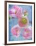 Flowering Quince II-Kathy Mahan-Framed Photographic Print