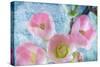 Flowering Quince IV-Kathy Mahan-Stretched Canvas