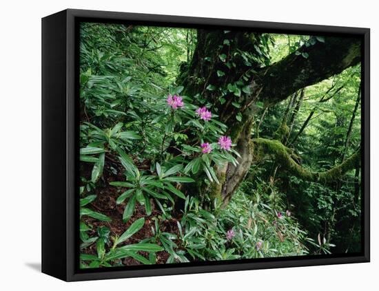 Flowering Rhododendron in Old Growth Forest, Borjomi Kharagauli National Park, Georgia, May 2008-Popp-Framed Stretched Canvas