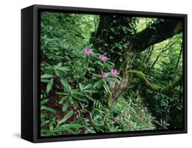 Flowering Rhododendron in Old Growth Forest, Borjomi Kharagauli National Park, Georgia, May 2008-Popp-Framed Stretched Canvas