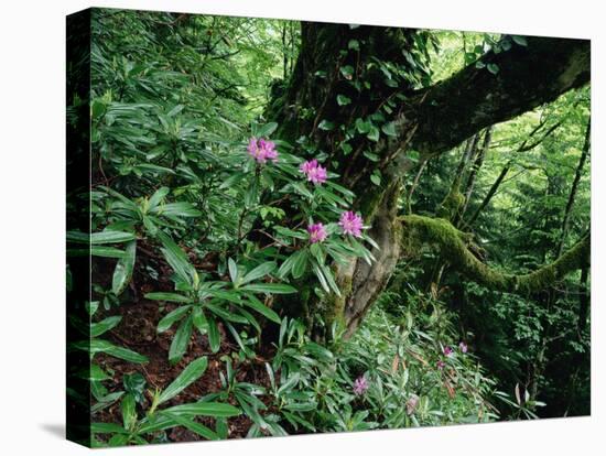 Flowering Rhododendron in Old Growth Forest, Borjomi Kharagauli National Park, Georgia, May 2008-Popp-Stretched Canvas