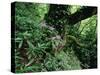 Flowering Rhododendron in Old Growth Forest, Borjomi Kharagauli National Park, Georgia, May 2008-Popp-Stretched Canvas