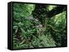 Flowering Rhododendron in Old Growth Forest, Borjomi Kharagauli National Park, Georgia, May 2008-Popp-Framed Stretched Canvas