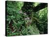 Flowering Rhododendron in Old Growth Forest, Borjomi Kharagauli National Park, Georgia, May 2008-Popp-Stretched Canvas