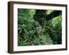 Flowering Rhododendron in Old Growth Forest, Borjomi Kharagauli National Park, Georgia, May 2008-Popp-Framed Photographic Print