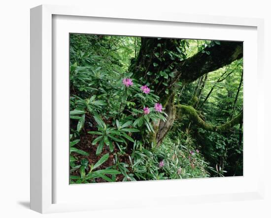 Flowering Rhododendron in Old Growth Forest, Borjomi Kharagauli National Park, Georgia, May 2008-Popp-Framed Photographic Print