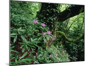 Flowering Rhododendron in Old Growth Forest, Borjomi Kharagauli National Park, Georgia, May 2008-Popp-Mounted Photographic Print