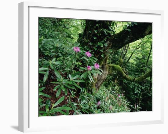 Flowering Rhododendron in Old Growth Forest, Borjomi Kharagauli National Park, Georgia, May 2008-Popp-Framed Photographic Print