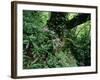 Flowering Rhododendron in Old Growth Forest, Borjomi Kharagauli National Park, Georgia, May 2008-Popp-Framed Photographic Print