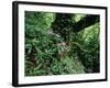 Flowering Rhododendron in Old Growth Forest, Borjomi Kharagauli National Park, Georgia, May 2008-Popp-Framed Photographic Print