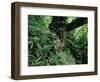 Flowering Rhododendron in Old Growth Forest, Borjomi Kharagauli National Park, Georgia, May 2008-Popp-Framed Photographic Print