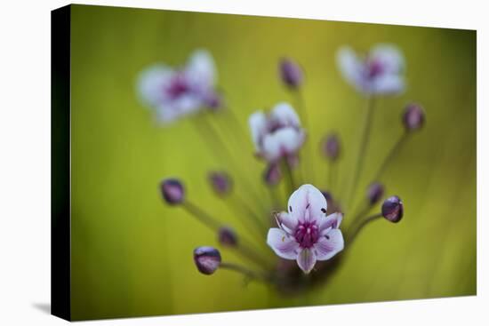 Flowering Rush (Butomus Umbellatus) Flowers, Hortobagy National Park, Hungary, July 2009-Radisics-Stretched Canvas