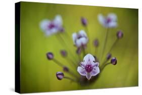 Flowering Rush (Butomus Umbellatus) Flowers, Hortobagy National Park, Hungary, July 2009-Radisics-Stretched Canvas