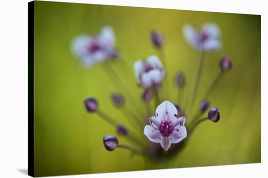 Flowering Rush (Butomus Umbellatus) Flowers, Hortobagy National Park, Hungary, July 2009-Radisics-Stretched Canvas