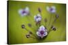 Flowering Rush (Butomus Umbellatus) Flowers, Hortobagy National Park, Hungary, July 2009-Radisics-Stretched Canvas