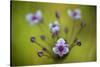 Flowering Rush (Butomus Umbellatus) Flowers, Hortobagy National Park, Hungary, July 2009-Radisics-Stretched Canvas