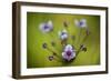 Flowering Rush (Butomus Umbellatus) Flowers, Hortobagy National Park, Hungary, July 2009-Radisics-Framed Photographic Print