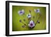 Flowering Rush (Butomus Umbellatus) Flowers, Hortobagy National Park, Hungary, July 2009-Radisics-Framed Photographic Print