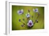 Flowering Rush (Butomus Umbellatus) Flowers, Hortobagy National Park, Hungary, July 2009-Radisics-Framed Photographic Print