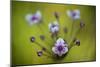 Flowering Rush (Butomus Umbellatus) Flowers, Hortobagy National Park, Hungary, July 2009-Radisics-Mounted Photographic Print