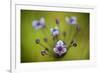 Flowering Rush (Butomus Umbellatus) Flowers, Hortobagy National Park, Hungary, July 2009-Radisics-Framed Photographic Print