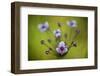 Flowering Rush (Butomus Umbellatus) Flowers, Hortobagy National Park, Hungary, July 2009-Radisics-Framed Photographic Print