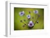 Flowering Rush (Butomus Umbellatus) Flowers, Hortobagy National Park, Hungary, July 2009-Radisics-Framed Photographic Print