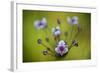 Flowering Rush (Butomus Umbellatus) Flowers, Hortobagy National Park, Hungary, July 2009-Radisics-Framed Photographic Print