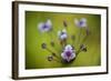 Flowering Rush (Butomus Umbellatus) Flowers, Hortobagy National Park, Hungary, July 2009-Radisics-Framed Photographic Print