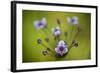 Flowering Rush (Butomus Umbellatus) Flowers, Hortobagy National Park, Hungary, July 2009-Radisics-Framed Photographic Print